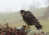 Sokol stěhovavý (Ptáci), Falco peregrinus (Aves)